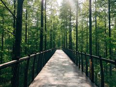 -黄海国家森林公园