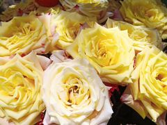 -谷莠子花艺·气球派对·绿植造景·花艺沙龙(金光华广场店)