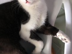 -喵屿·大理花园猫咖