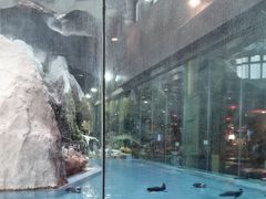 -帝企鹅自助餐厅•儿童岛•真企鹅(长隆企鹅酒店)