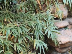 -云溪植物园
