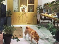 -柴务处·柴犬主题狗咖