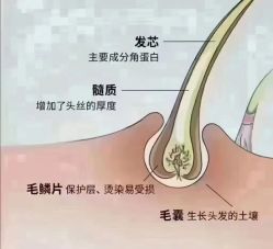 -诗碧曼养发