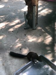 -萌宠亲子动物乐园(槐房万达店)