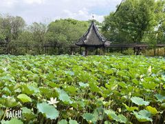 -上海醉白池公园