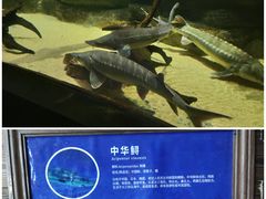 -江和美海洋公园