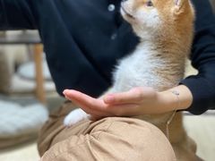 -逗柴咖啡屋·狗咖猫咖宠物桌游
