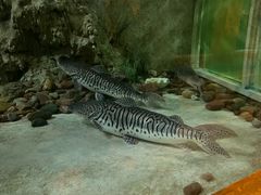 -东方巨龟苑景区