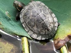 -上海市龙华烈士陵园