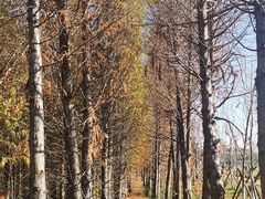 -五甲塘生态湿地公园