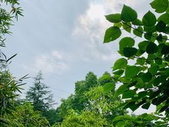 -铁山坪森林公园