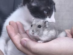 -安安宠医宠物医院·异宠·犬猫内科(岳阳分院)
