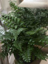 -初心はつ こころ日式美甲美睫沙龙