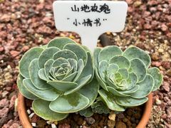 -深圳仙湖植物园