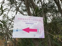 -大湾区中央湿地公园