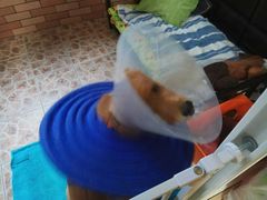 -瑞派·关忠动物医院·异宠专科·犬猫肿瘤·皮肤专科(望京店)