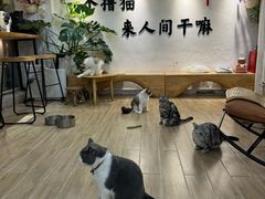 -李小姐の猫咖啡馆(五角场店)