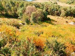 -白草畔自然风景区