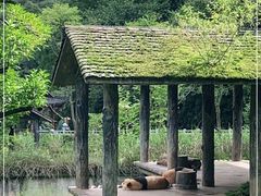 -中国大熊猫保护研究中心雅安碧峰峡基地