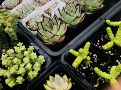 -菊园百果园