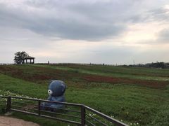 -大塘金香草谷