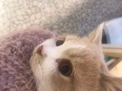 -momokira米努特·德文卷毛猫·棉花面纱犬
