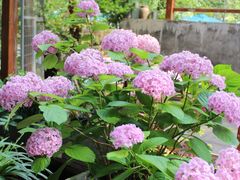 -谷咖啡·鲜花绿植花园餐厅