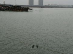 android_upload_pic-合肥先民游泳俱乐部