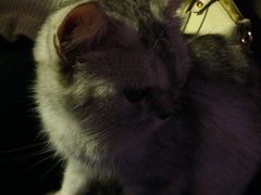 -喵园·猫主题咖啡厅·撸猫·猫咖(国贸店)