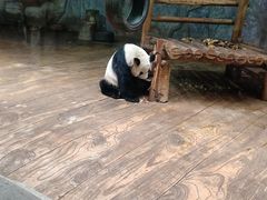 -深圳野生动物园