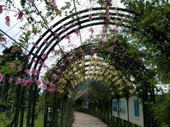 -杭州湾海上花田景区