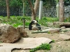 -都江堰中华大熊猫苑
