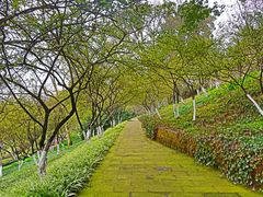 -南山植物园