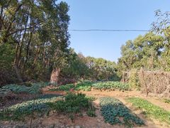 -青龙山国家森林公园