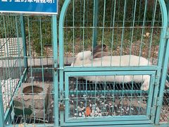 -成都安仁福朋喜来登酒店