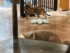 -蓝鲸·缅因猫舍