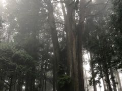 -阿里山神木遗迹