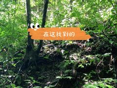 -西双版纳原始森林公园
