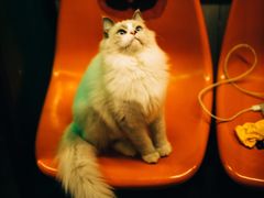 -猫咪博物馆(顶澳仔猫街店)