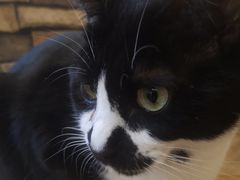 -猫的茶·猫咖