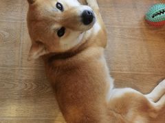 -南京Hallo宠物乐园·哈罗犬舍·柴犬繁育基地