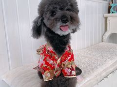 -BABYDOG宝贝狗宠物乐园(欧洲城店)