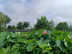 -鉴湖国家城市湿地公园