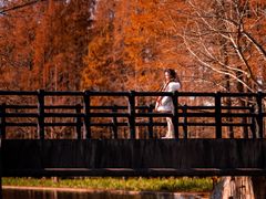 -上海共青森林公园