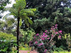 -墨尔本皇家植物园