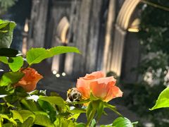 -圣约瑟夫大教堂