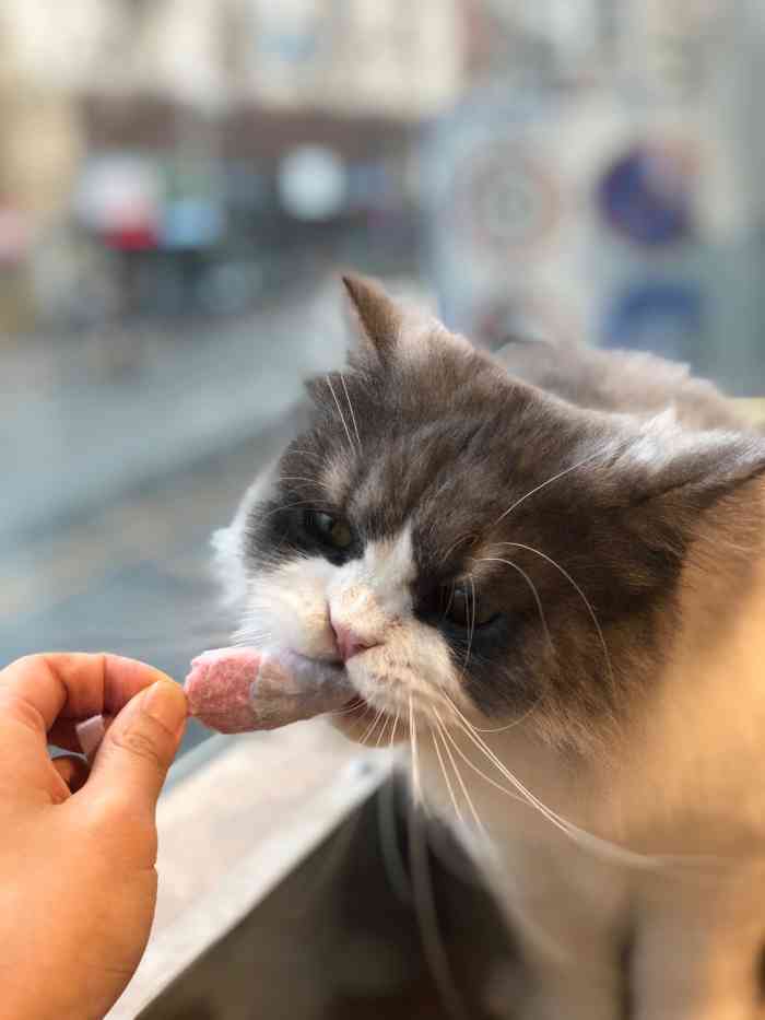 喵酱neko·猫咖·团建轰趴-"心情不好时可以待两三个小时的好地方