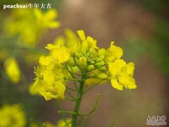 -南汇桃花村