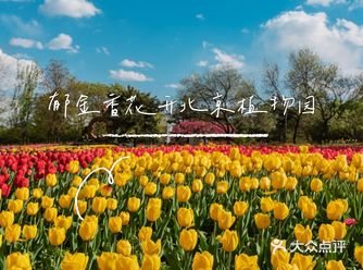 郁金香盛开北京植物园，赏花正当时