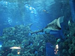 -芜湖新华联大白鲸海洋公园